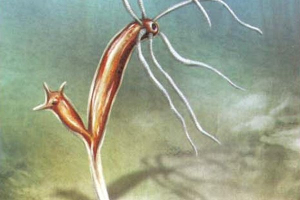 Kraken актуальные зеркала krakentor site